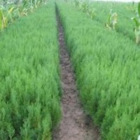 最新側(cè)柏苗