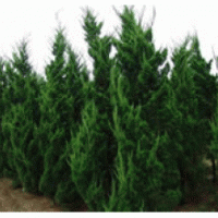 常年供應(yīng)1米-6米龍柏價(jià)格 江蘇龍柏產(chǎn)地