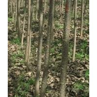 垂柳苗/10公分垂柳價格/8公分垂柳價