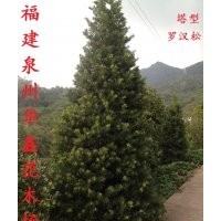 羅漢松低價供應