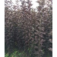 吉林出售紫葉稠李基地在哪－吉林公主嶺坤朋綠化苗基地