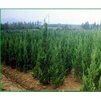 山東3米4米5米龍柏價格 江蘇龍柏產(chǎn)地