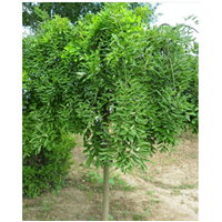 供應(yīng)成都龍爪槐（4公分至7公分）