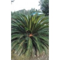 供應(yīng)成都蘇鐵（高20公分至100公分）