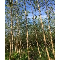 出售意楊，規(guī)格齊全