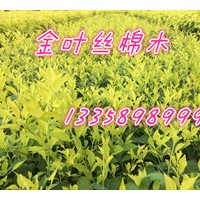 金葉絲棉木，絲棉木的管理