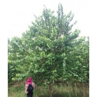 廣東宮粉紫荊苗木