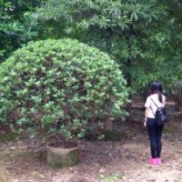 廣東海桐球苗木