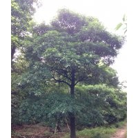 廣東省盆架子苗木