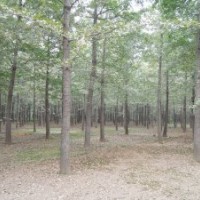 福州銀杏樹(shù)供應(yīng)1-80公分銀杏苗木