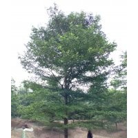 廣東省長期提供細葉欖仁苗木