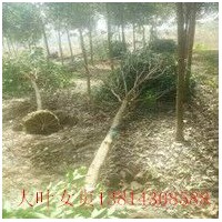 沭陽大葉女貞 如皋大葉女貞