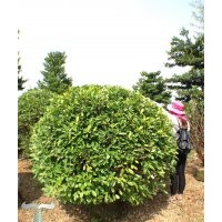 廣東省提供黃榕球苗木