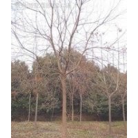 常年供應(yīng)10公分12公分14公分烏桕價格 烏桕基地