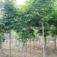 七葉樹價格更新