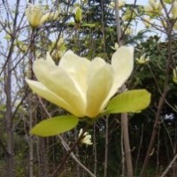 紅玉蘭小苗 白玉蘭小苗 黃玉蘭小苗 二喬玉蘭小苗