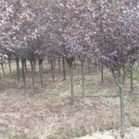 江蘇沭陽紫葉李價格是多少