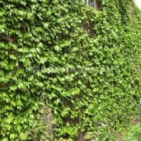 爬山虎小苗 大葉黃楊小苗、棣棠小苗，小葉黃楊小苗