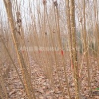 大量 意楊 楊樹 107 108多種規(guī)格