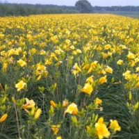 大量批發(fā)宿根花卉植物 金娃娃萱草大小苗