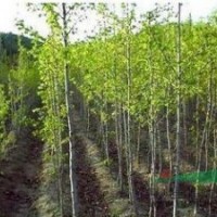 批發(fā)綠化苗木銀杏小苗白果樹小苗 規(guī)格齊全