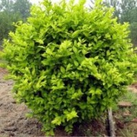 大量批發(fā)球形植物金葉女貞球苗木黃葉女貞球彩色綠化苗木