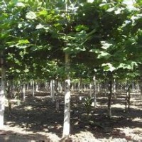 山東法桐 濟(jì)寧法桐 速生法桐 苗木價(jià)格 15公分法桐 18公分法桐價(jià)