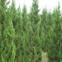 龍柏樹價格簡介