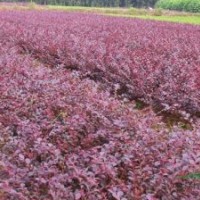 工程色帶常用苗木 紅花繼木球 紅花繼木小苗 紅花繼木工程苗