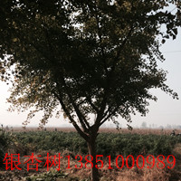 銀杏樹 銀杏樹價格