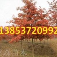 美國(guó)紅楓樹(shù)