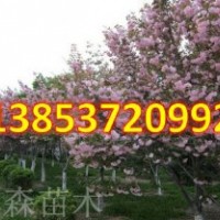 要想發(fā) 種櫻花 速生櫻花幫您發(fā)