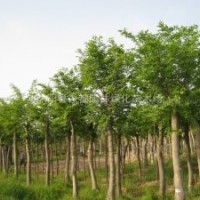 樸樹(shù)價(jià)格樸樹(shù)苗木價(jià)格樸樹(shù)產(chǎn)地批發(fā)
