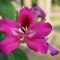 供應(yīng)羊蹄甲 羊蹄甲樹苗 大葉榕樹苗 紫荊樹苗 黃槐樹苗