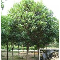 供應(yīng)天竺桂 天竺桂樹苗 菩提榕樹苗 菩提樹 榕樹