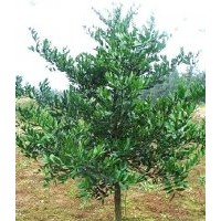 供應(yīng)竹柏 竹柏樹苗 香膠樹 香粉樹苗 杜英 綠寶樹
