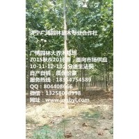 供應(yīng)速生法桐