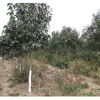 大量供應(yīng)大葉女貞，價低貨好