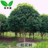 湖南婁底四季桂丹桂金桂銀桂八月桂合作社直銷