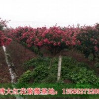 供應(yīng)紅花紫薇、紅火箭紫薇、紫薇小苗、江蘇紫薇基