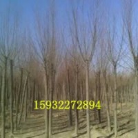 旱柳出售
