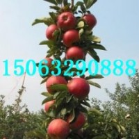 矮化中間砧，m9t337自根砧，矮化m26中間砧批發(fā)