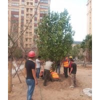 15公分八棱海棠樹