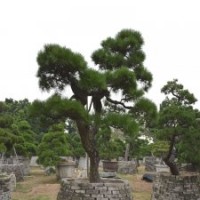 0001號(hào)日本進(jìn)口精品黑松