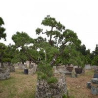 0002號(hào)精品造型黑松日本進(jìn)口3年以上培植黑松