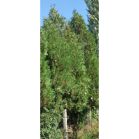 2015年側(cè)柏價格，側(cè)柏價格