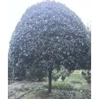 精品朱砂桂優(yōu)價出售