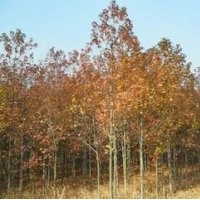 10公分楓香價格，12公分楓香價格，15公分楓香價格 楓香基地