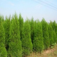 蜀儈1米蜀儈1.5米蜀儈2米蜀儈山西蜀儈價(jià)格