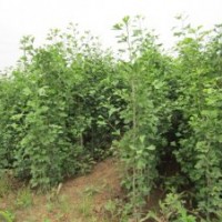 供應(yīng)各種規(guī)格銀杏